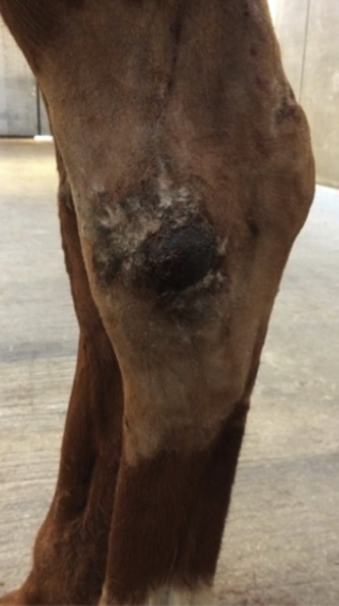 <p>Hesten på billedet har haft et sår, der ikke har villet hele gennem 6 måneder. Hvad er det mest relevante diagnostiske tiltag for denne patient?</p><p>- Tryktest af talocruralleddet</p><p>- Svaberprøve til bakteriologisk undersøgelse af såret</p><p>- Røntgenbilleder af hasen</p><p>- Bøjeprøver</p>