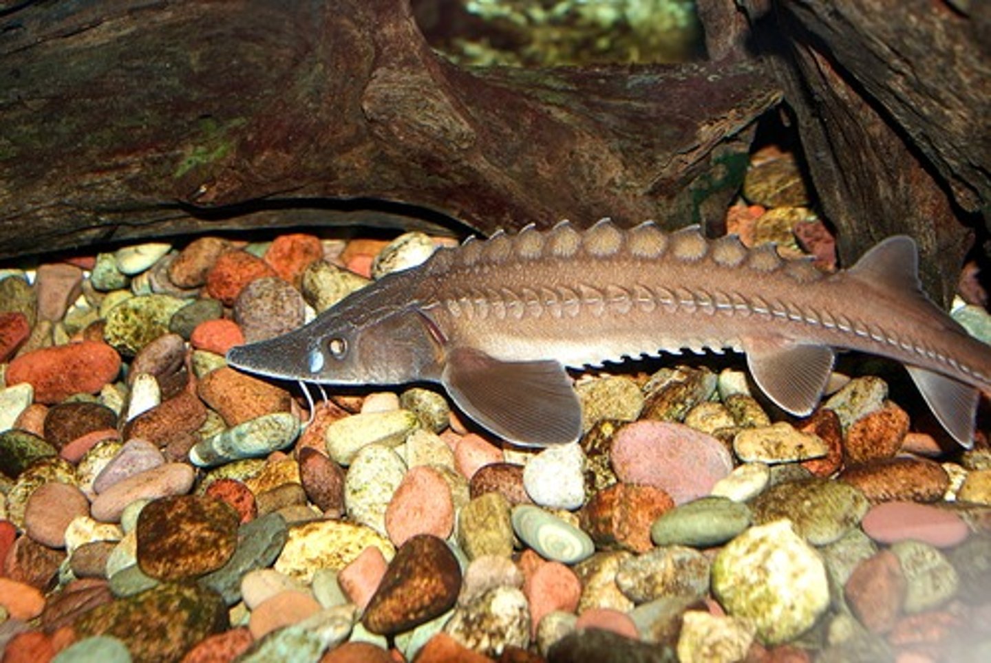 <p>large and long-lived, protected in many states, barbels on snout have taste buds. Habitat: Deep rivers and lakes, rocky substrates</p>