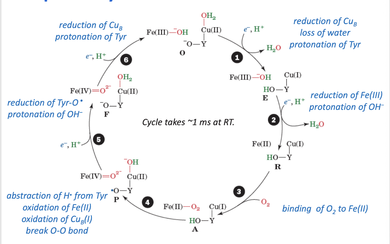 knowt flashcard image
