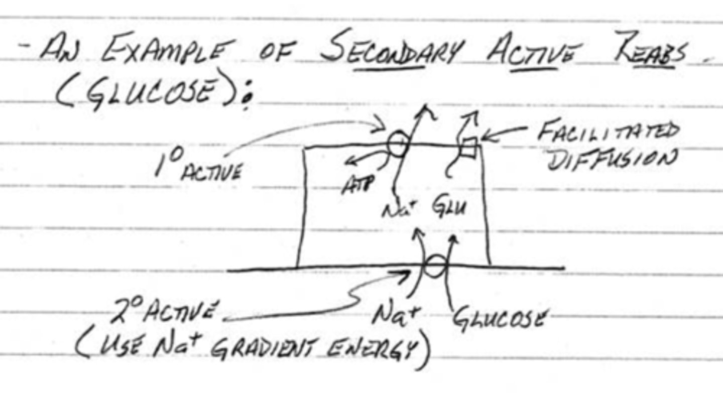<p>1. glucose enters the abluminar cell by using the gradient energy of sodium</p><p>2. once inside the cell, the sodium will need and ATP Na+/K+ pump in order to be removed out of the cell and into the ISF</p><p>3. glucose will then by removed out of the cell and into the plasma/ISF through facilitated diffusion;</p><p>sodium is transported through primary active transport while glucose or amino acids use secondary active transport</p>