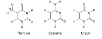 <p>Nitrogenous base</p>