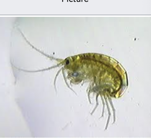 <p>importance: C2, calcium rich waters, low pollution</p><p>ecology: eaten by fish</p><p>life: IM</p><p>feeding: omnivorous</p>