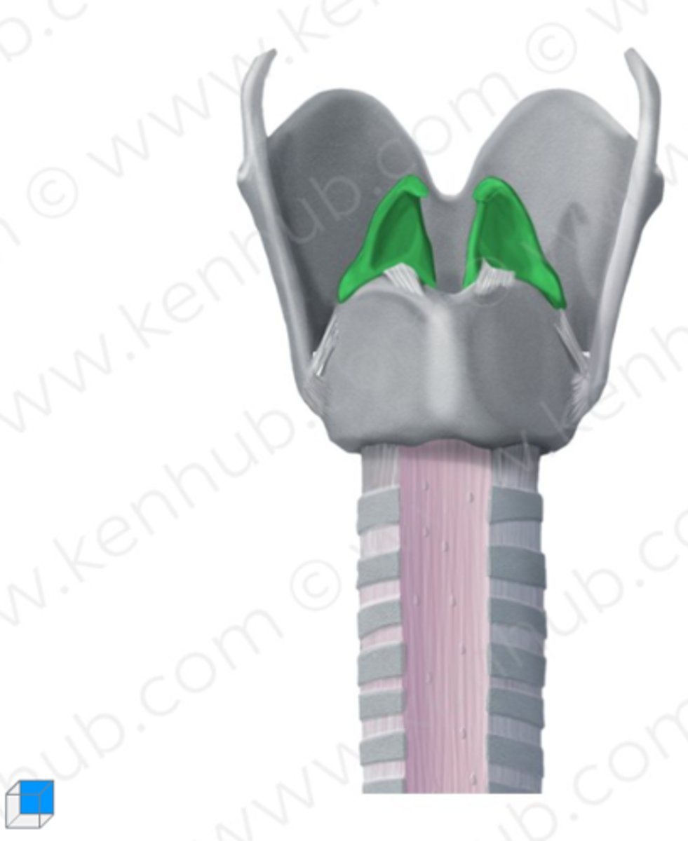 <p>functie: helpen de luchtstroom regelen en sturen</p>