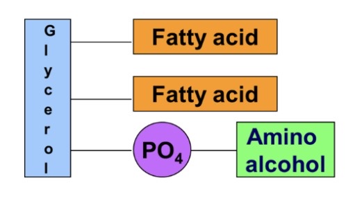 \-Glycerol 2fatty acids, phosphoric acid and amino alcohol 