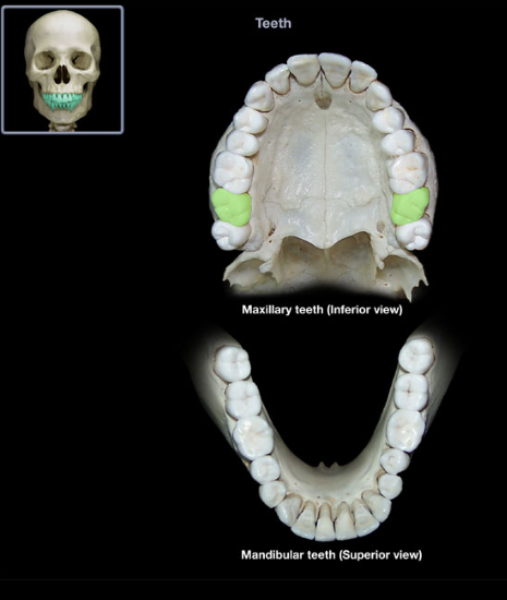 knowt flashcard image
