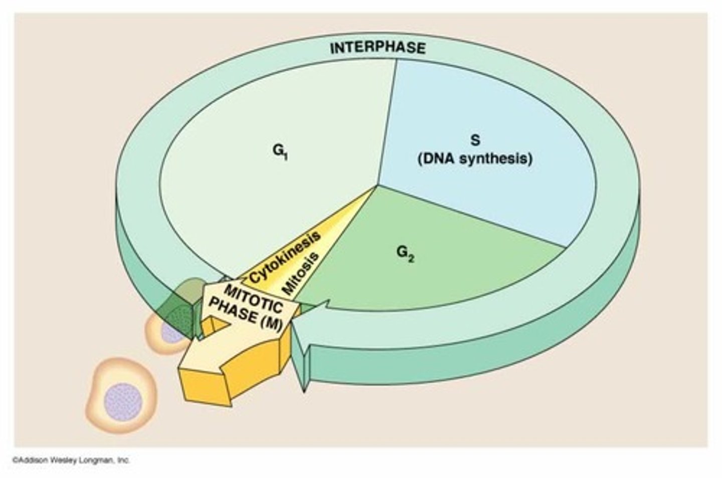 <p>The second growth phase of the cell cycle, consisting of the portion of interphase after DNA synthesis occurs. Organelles reproduce.</p>
