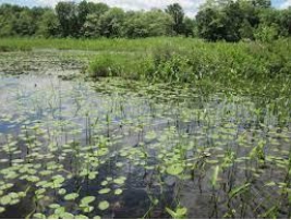 <ul><li><p><strong>shallow-water </strong>habitats where soil is saturated in water for parts of year</p></li><li><p>Wetlands distinct from lakes and ponds due to:</p></li><li><p>only having shallow water</p></li><li><p>has <strong>emergent </strong>plants that grow <strong>above </strong>surface of water</p></li></ul><p></p>