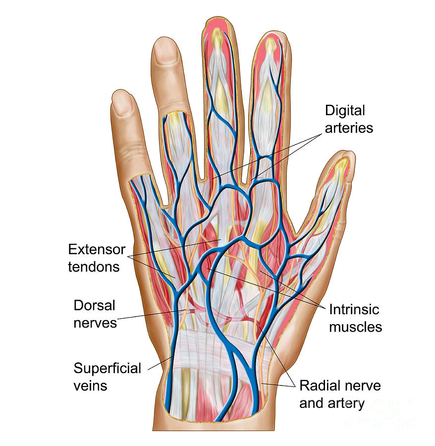 <p>Digital/phalangeal</p>