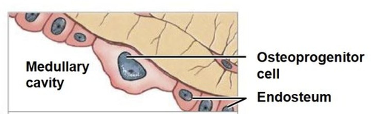 <p>Stem cell that divides to produce osteoblasts</p>
