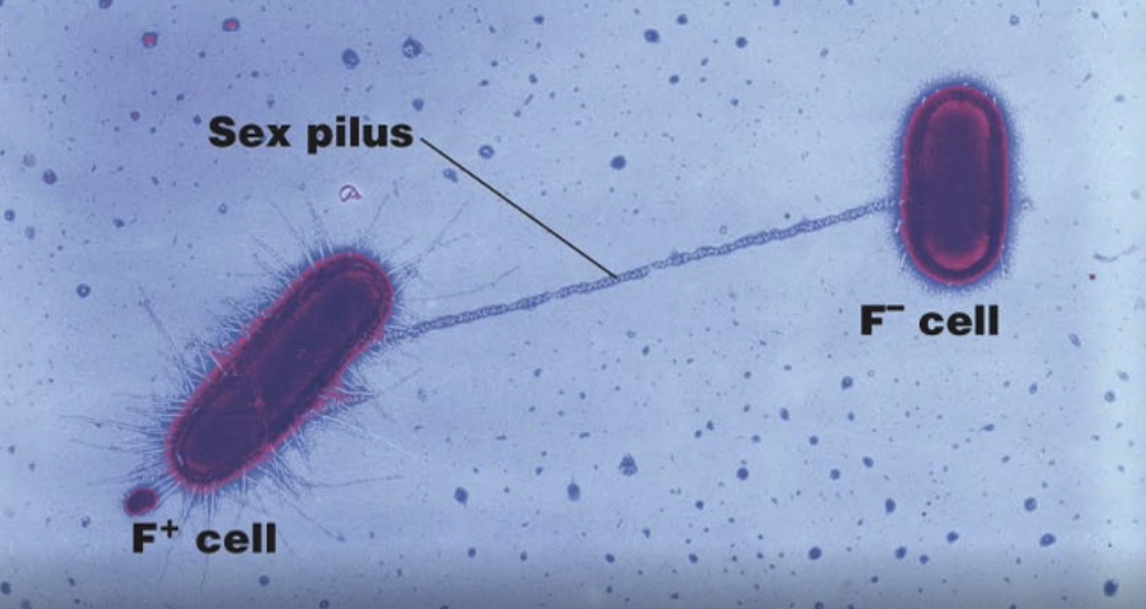 <p>What is this diagram showing?</p>