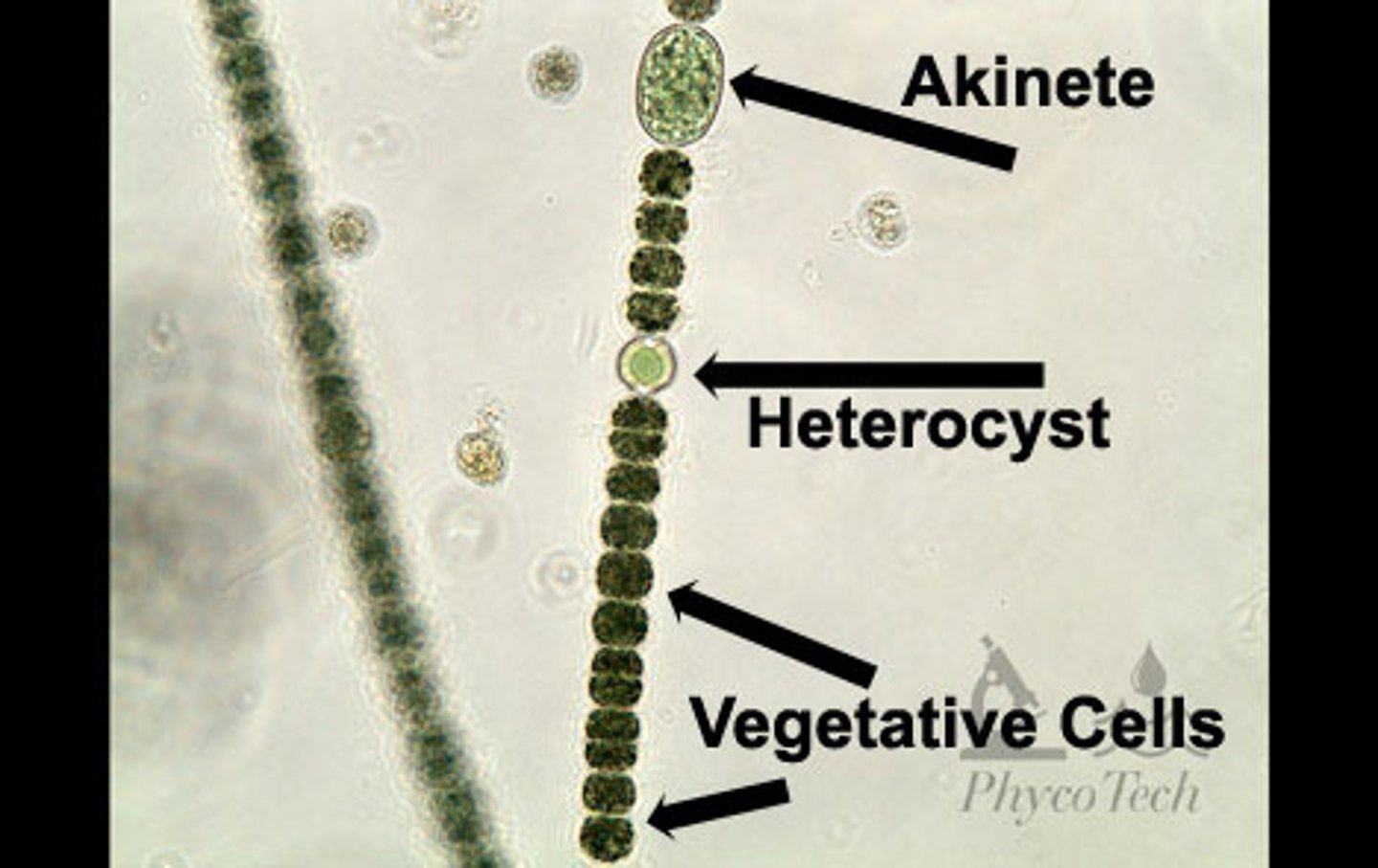 <p>A specialized cell that engages in nitrogen fixation in some filamentous cyanobacteria; formerly called heterocyst.</p><p>Thick walls. Nitrogenase doesn't like water.</p><p>look like glass balls</p>