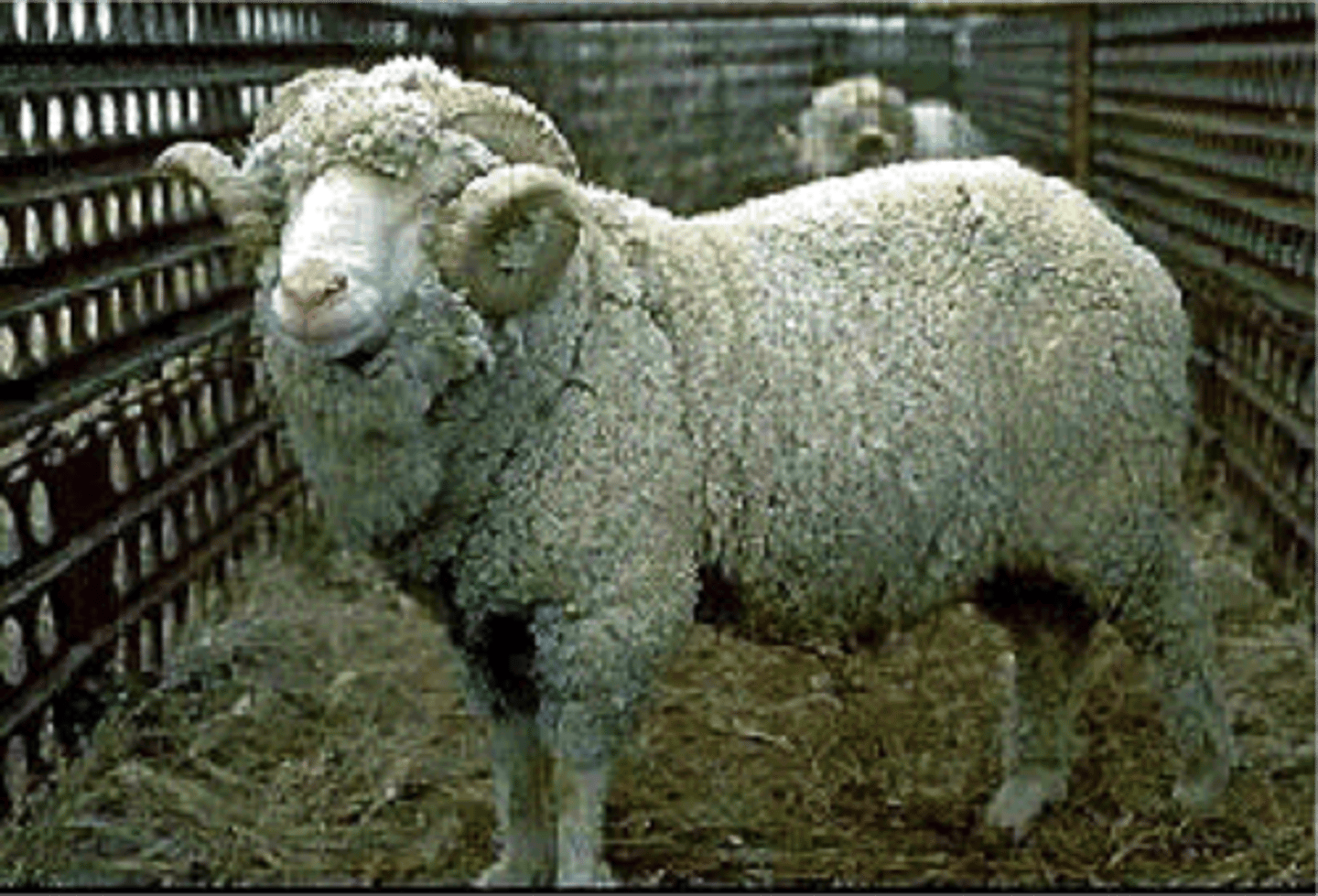 <p>highly inbred</p><p>not great as true merino or rambouillet</p><p>trace back to one ewe</p><p>single gene effect( F gene for fertility means prolific)</p><p>highly reproductive</p>