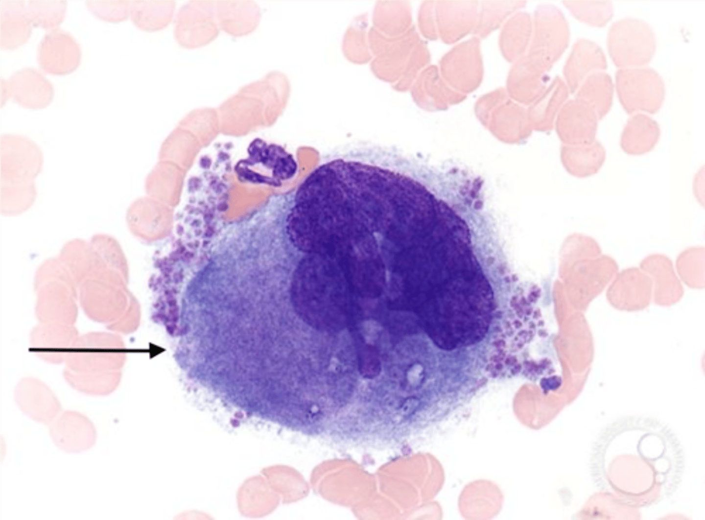 <p>a large bone marrow cell from which platelets are derived</p>