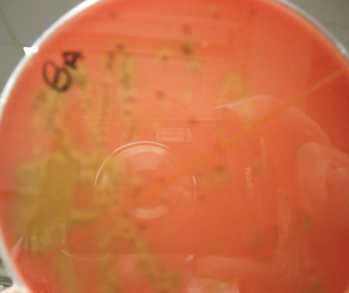 <p>What type of plate is this, and what is the green?</p>
