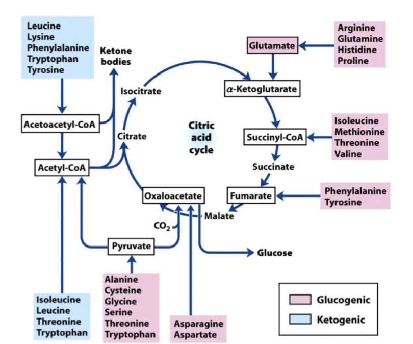 <p><strong>Glutagena</strong>: Har 3 kol och kan användas för att bilda substrat för citronsyracykeln (pyruvat tex). </p><p><strong>Ketogena</strong>: Har 2 kol och kan användas för att bilda ketonkroppar.</p>