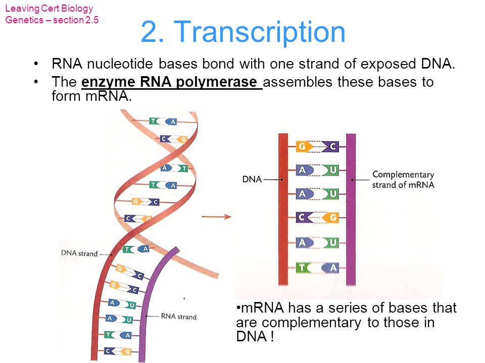 <ol><li><p>Enzyme starts to unwind the double helix in the nucleus.</p></li><li><p>Complimentary RNA bases join to the exposed DNA strand to form mRNA.</p></li><li><p>The enzyme RNA polymerase joins the RNA bases together to form mRNA.</p></li></ol><p></p>