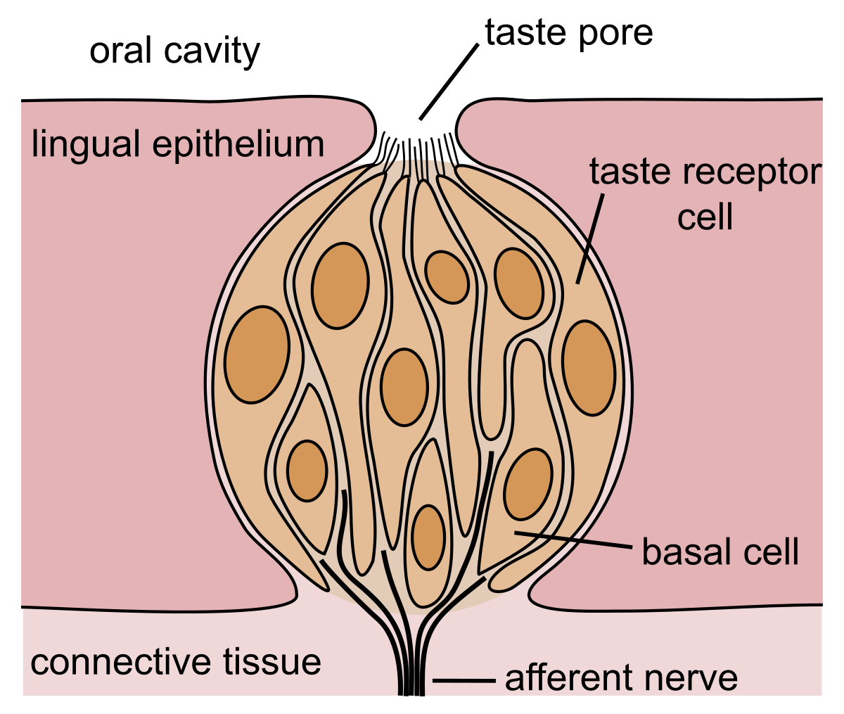 <p>Taste Receptor Cell</p>