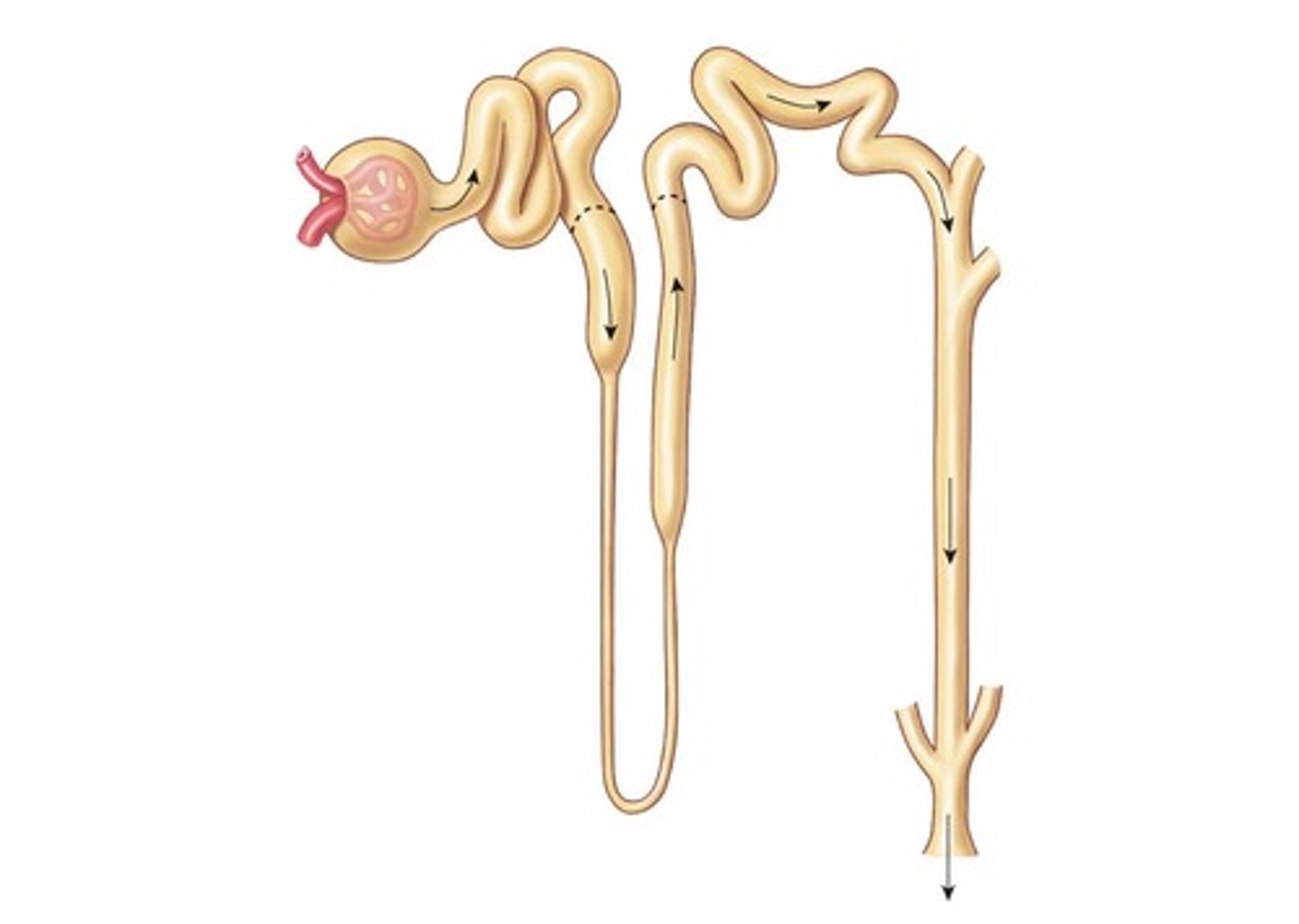 <p>It is the last portion of the nephron tubule connected to the nephron loop and collecting duct.</p>