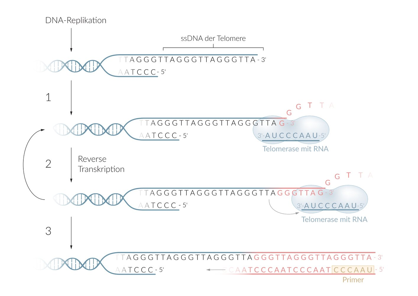<p>E. Reverse transcriptases</p>