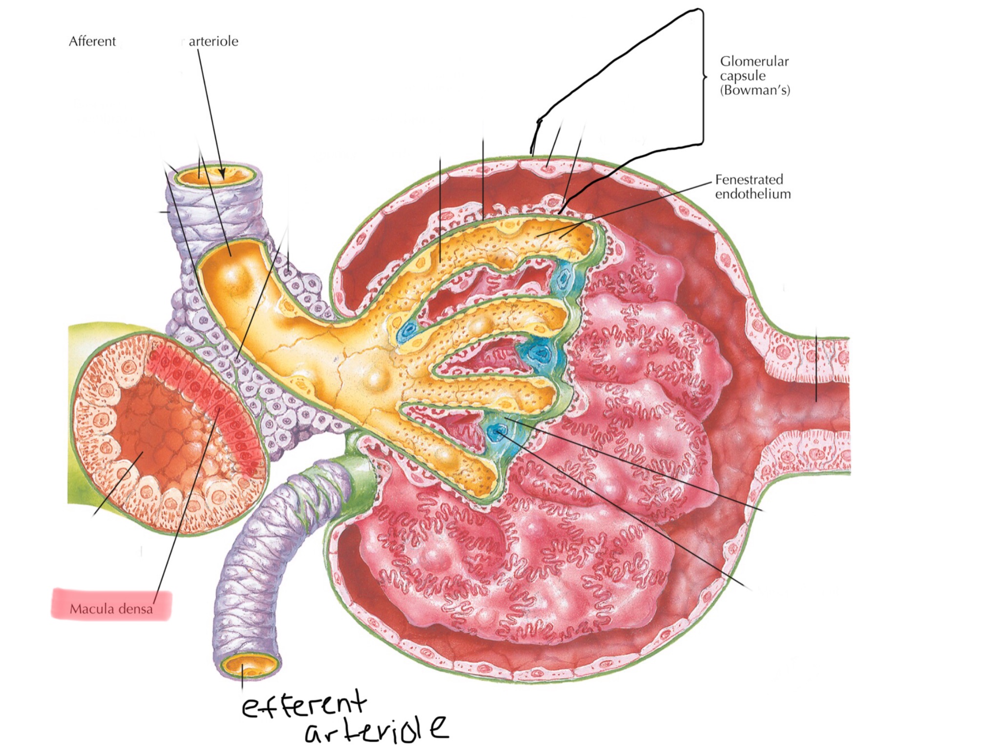 knowt flashcard image