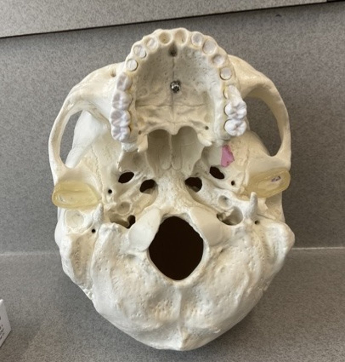 knowt flashcard image