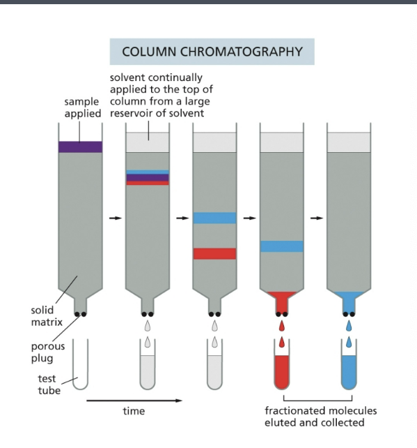 <ul><li><p>the sample, a solution containing a mixture of different molecules, is applied to the top of a cylindrical glass or plastic column filled with a <u>permeable gel matrix</u> such as cellulose</p></li><li><p>a <strong>large amt</strong> of solvent is then passed slowly through the column and collected in separate tubes as it emerged from the bottom b/c various components of the sample travel at different rates through the column → fractionated into different tubes</p></li></ul><p></p>
