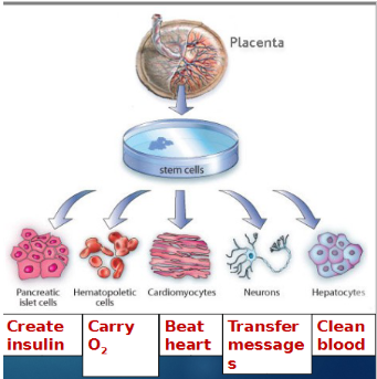 <p>Unspecialized cells that can become other cell types</p>