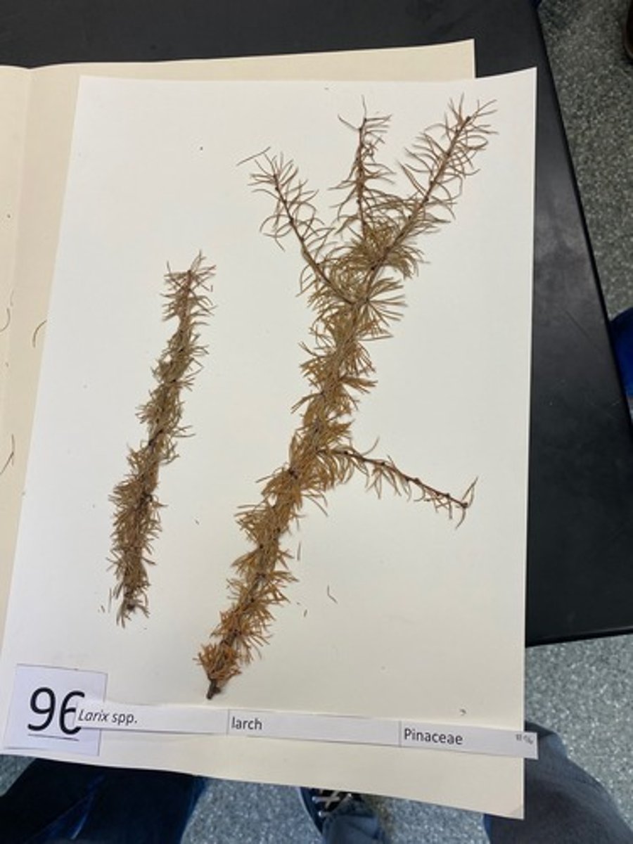 <p>Larix spp. (Pinaceae)</p>