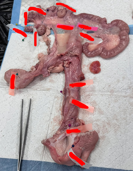 <p>Identify the specie where these organs came from</p>