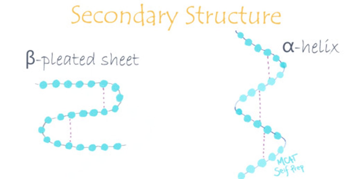 <p>(A) Hydrogen Bonds</p><p>The secondary structure of a protein is referred to as the way that a linear sequence of amino acids folds upon itself, such as an alpha helix or beta sheet. Secondary structure is stabilized by hydrogen bonds.</p><p>Struggling with the one-letter abbreviations, three-letter abbreviations, structures, and the essential properties of Amino Acids? Learn how to conquer any Amino Acid MCAT question using Andrew's Amino Acid Mastery Course @ https://mcatselfprep.com/course/andrews-amino-acid-mastery-course/</p>