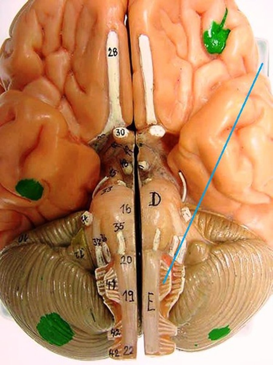 <p>Motor - tongue movement</p>
