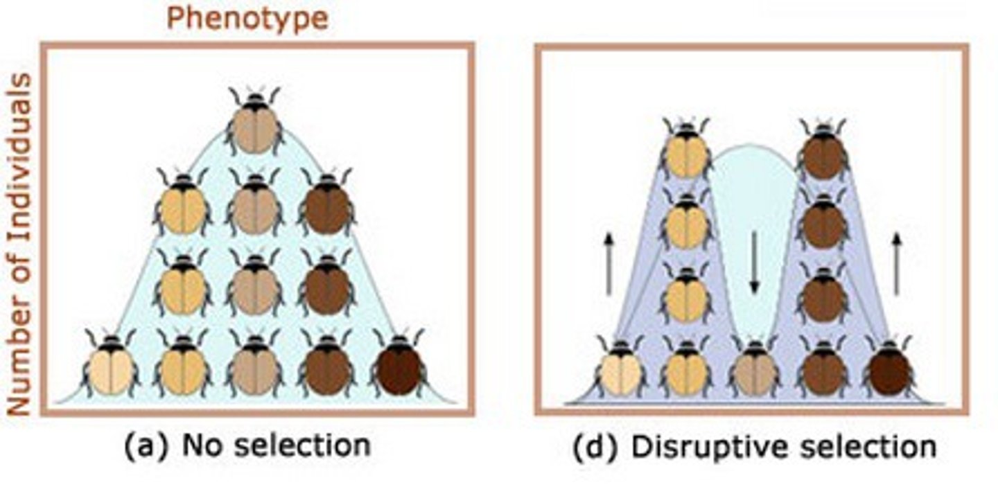 <p>form of natural selection that occurs when individuals at both ends of a distribution curve have higher fitness than individuals near the middle</p>