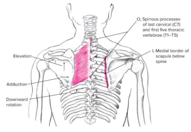 <p>List the<strong> Origin, Insertion, Actions, and Antagonist</strong> of the <strong>Rhomboid (STP MINOR) </strong>of the <strong>SHOULDER GIRDLE</strong></p>