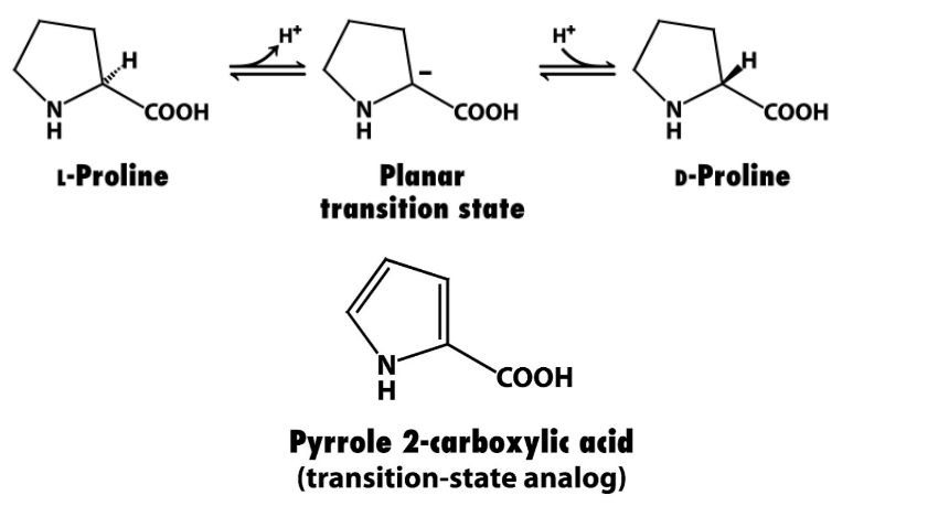 <p>Proline racemase:</p><ul><li><p>K<sub>i</sub>&nbsp;for pyrrole 2-C (transition state analog) is 160x lower than the K<sub>M</sub>&nbsp;for proline → the transition state analog binds much more strongly to the enzyme</p></li></ul><p></p><p></p>