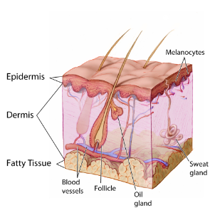 <ul><li><p>layer closest to the basement membrane</p></li><li><p>attachment of the epidermis to the dermis</p></li><li><p>nourished by underlying connective tissue</p></li><li><p>cells that travel upward and die and become keratinized (water proof)</p></li></ul>