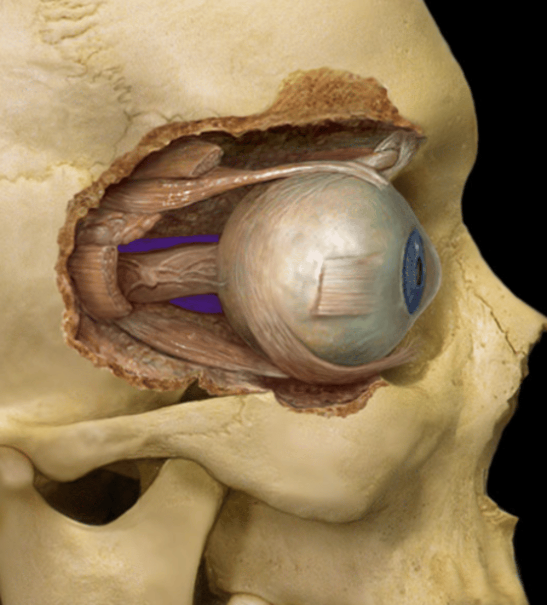 knowt flashcard image