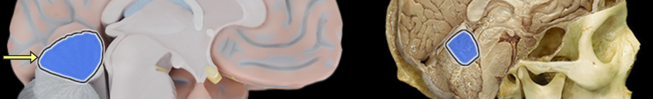 <p>Anterior lobe of cerebellum</p>