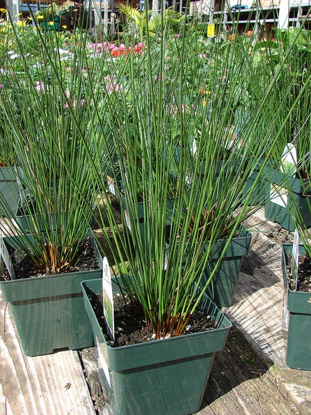<p><em>Juncus effusus</em></p>