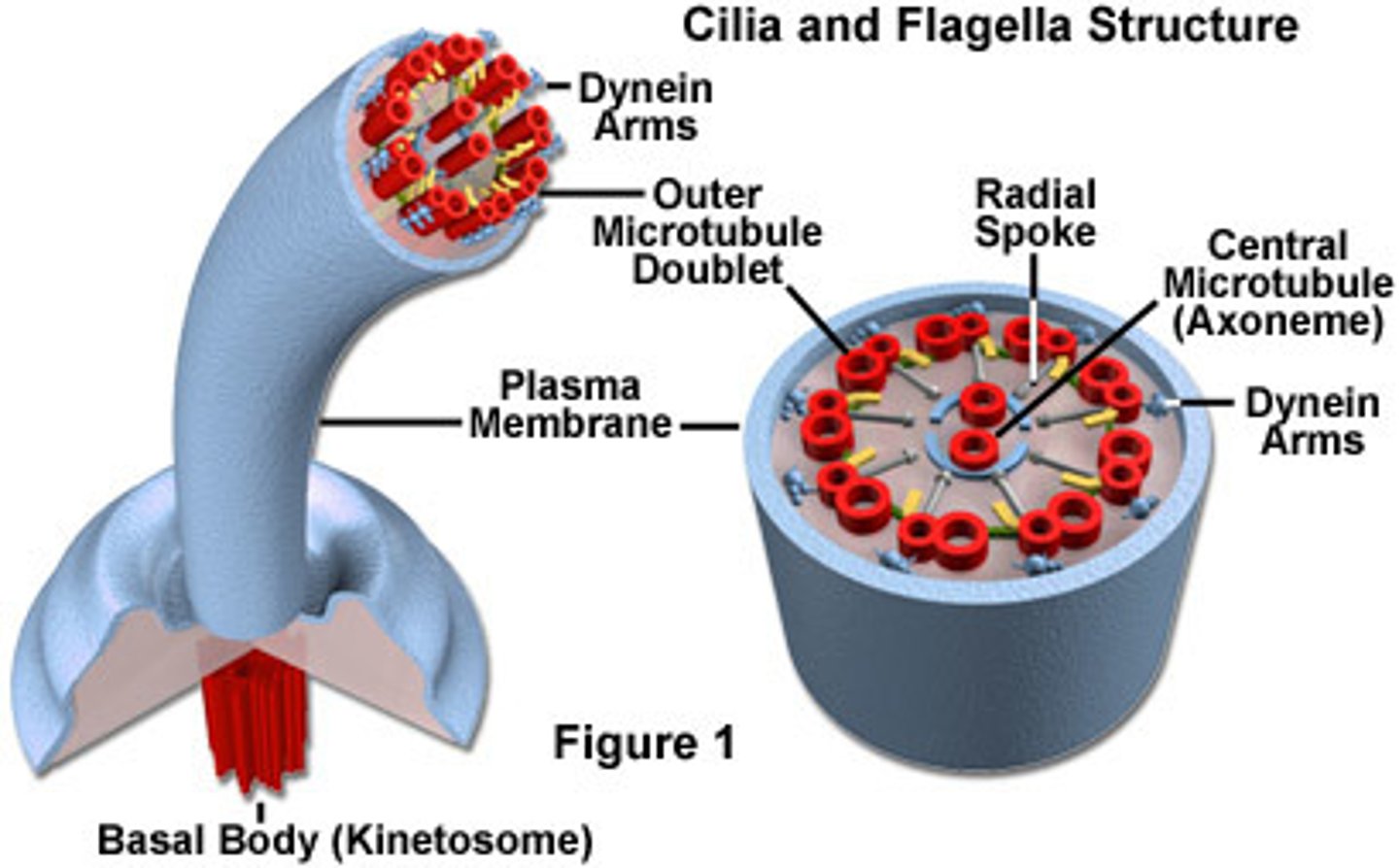 <p>The structure is found in both eukaryotic cilia and flagella</p><p>9 pairs microtubules form an outer ring structure with 2 microtubules running down the center.</p><p>Only found in eukaryotic organelles of motility</p>