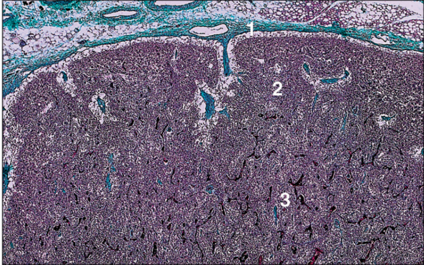 <p>Lymph node, dog</p>