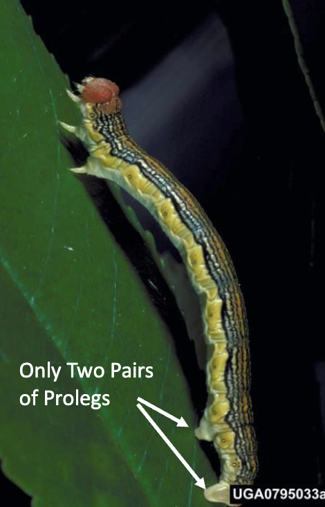 <ul><li><p>2-3 pairs of prolegs at end of abdomen, move by looping</p></li></ul><p></p>
