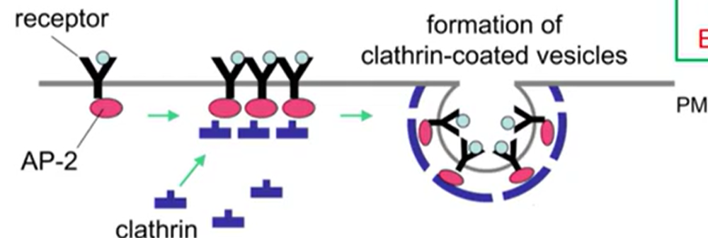 <ul><li><p>Clathrin-dependent endocytosis</p></li><li><p>Extremely selective</p></li><li><p>Works through receptors clathrin and adaptor proteins</p><ul><li><p>Adaptor proteins: govern communication and signaling</p><ul><li><p>By linking up in certain configurations</p></li><li><p>Form coordinated communication across the cell</p></li><li><p>Some carry material between organelles within the cell</p></li></ul></li></ul></li><li><p>AP-2: bind with clathrin</p></li></ul><p></p>
