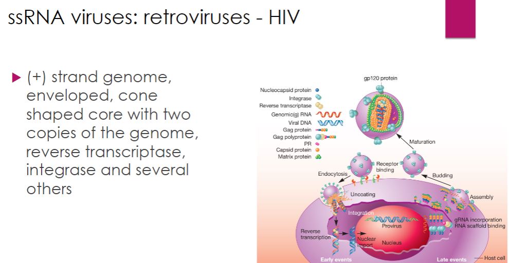<p>-Many retroviruses have been identified and studied. However, human immunodeficiency virus (HIV), the cause of AIDS (acquired immune deficiency syndrome), is of particular interest. Because of its global importance, we focus exclusively on HIV in this section. HIV is a member of the genus Lentivirus within the family Retroviridae. In the United States, HIV-1 is the predominant strain, while in Africa and Asia HIV-2 is prevalent. HIV is an enveloped virus. The envelope surrounds an outer shell, which encloses a cone- shaped core (figure 18.51). The core contains two copies of the 10,000-base HIV RNA genome and several enzymes, including reverse transcriptase and integrase. The genome possesses 9 genes that encode 15 virus-specific proteins.</p>