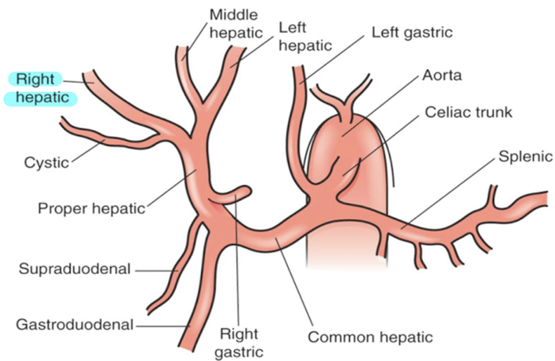 <p>supplies <mark data-color="yellow" style="background-color: yellow; color: inherit;">RLL</mark> and <mark data-color="yellow" style="background-color: yellow; color: inherit;">branches into cystic artery</mark></p>