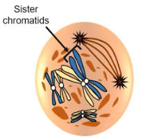 <p>Prophase I</p>