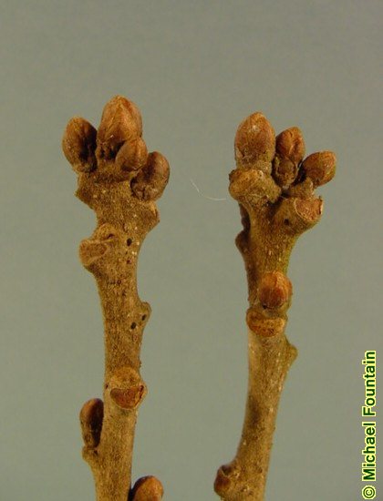 <p>large lobed thick leaves, straight furrows, some thin patches</p>