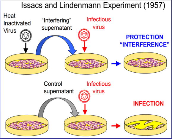 \*based on the type of receptor through which they signal

%%Type I:%% cytokines that %%play essential roles in inflammation, immunoregulation, tumor cell recognition and T cell responses;%% @@produced when the body recognizes that a virus has invaded it@@ (bind interferon-alpha and interferon-beta receptors); their release leads to expression of proteins that will prevent the virus from producing and replicating its RNA and DNA

%%Type II: released by cytotoxic T cells and CD4 T helper cells%%, NK cells, macrophages, and dendritic cells (DC)(interferon-gamma)