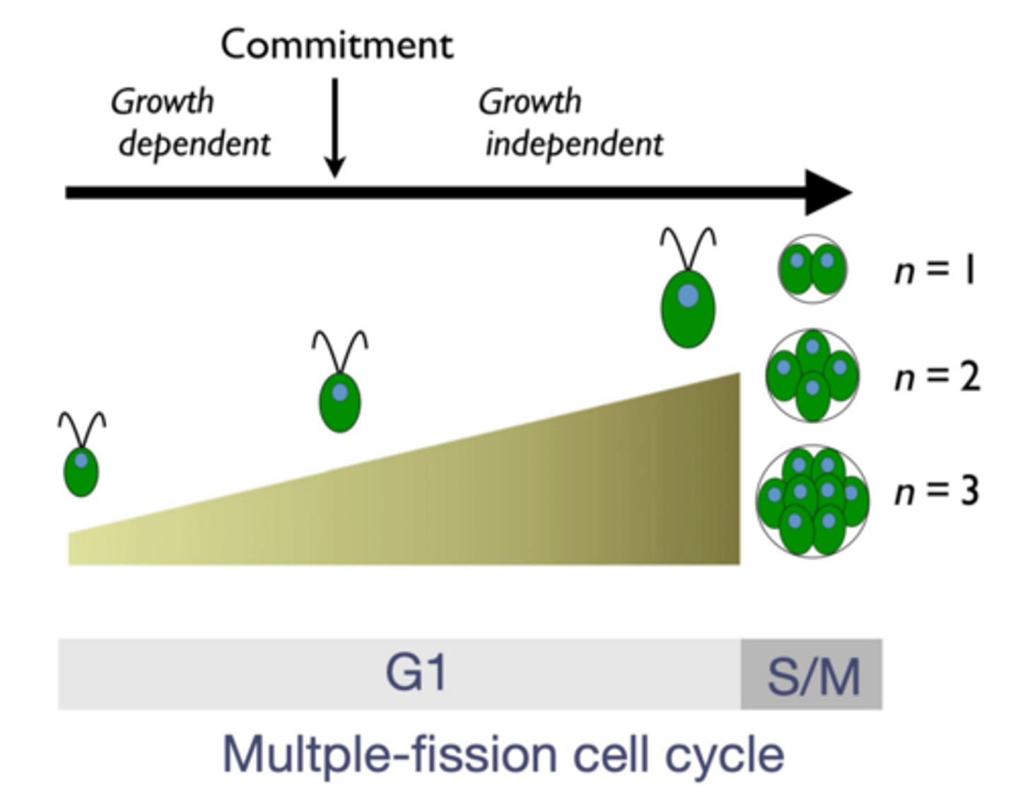 <p>-During G1</p><p>-Asexual division of haploid cells (the main part of their life)</p><p>3 steps: growth-dependent, commitment, growth independent</p><p>~Growth dependent: they cannot divide yet, they need to get bigger</p><p>~Commitment: they don't NEED to get bigger, although they usually do so they can divide more later, in general this is a threshold point where it is now able to divide</p><p>~Growth independent: the phase where they're just getting bigger to get bigger, they can divide if they want to. They do this to be able to divide more (the bigger they are, the more times they will be able to divide)</p>