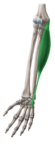 <p>What is this muscle called?</p>