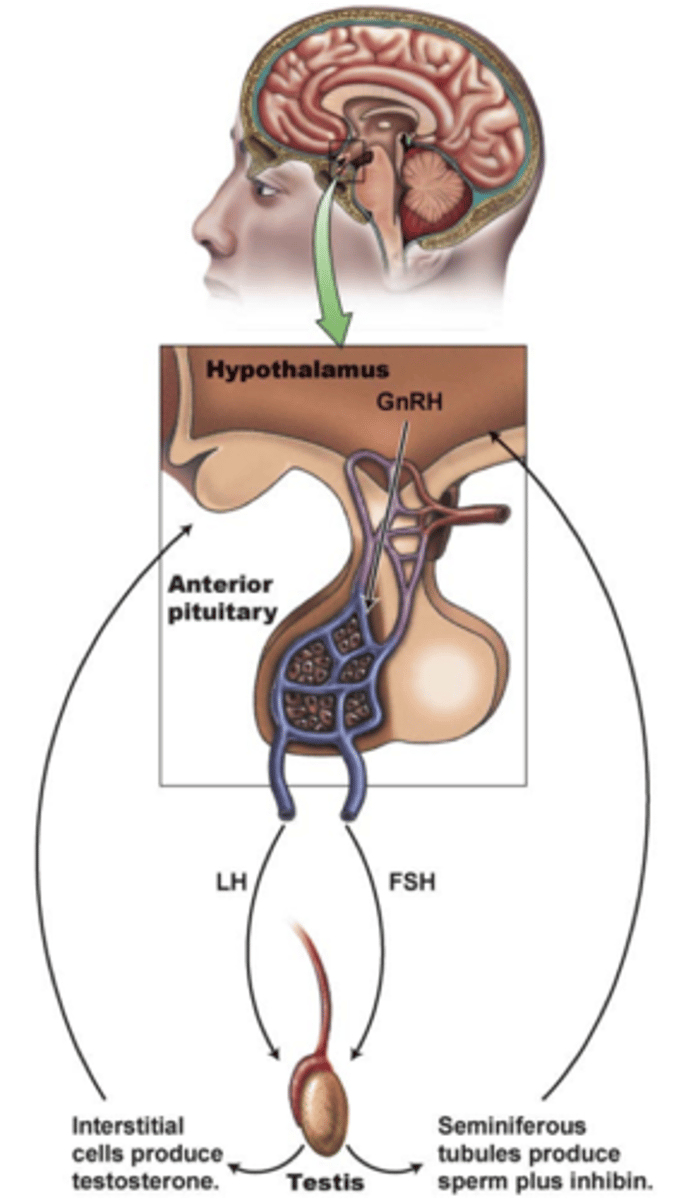 <p>some hormones (esp hypothalamic → pituitary) are secreted in bursts (pulses) rather than constant levels</p><p>- prevents desensitization/down-regulation of receptors.</p><p>-ex: GnRH must be pulsatile to stimulate LH/FSH release </p><p>- allows body to fine-tune physiologic responses (growth, reproduction, stress).</p>